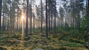 metsäluonto